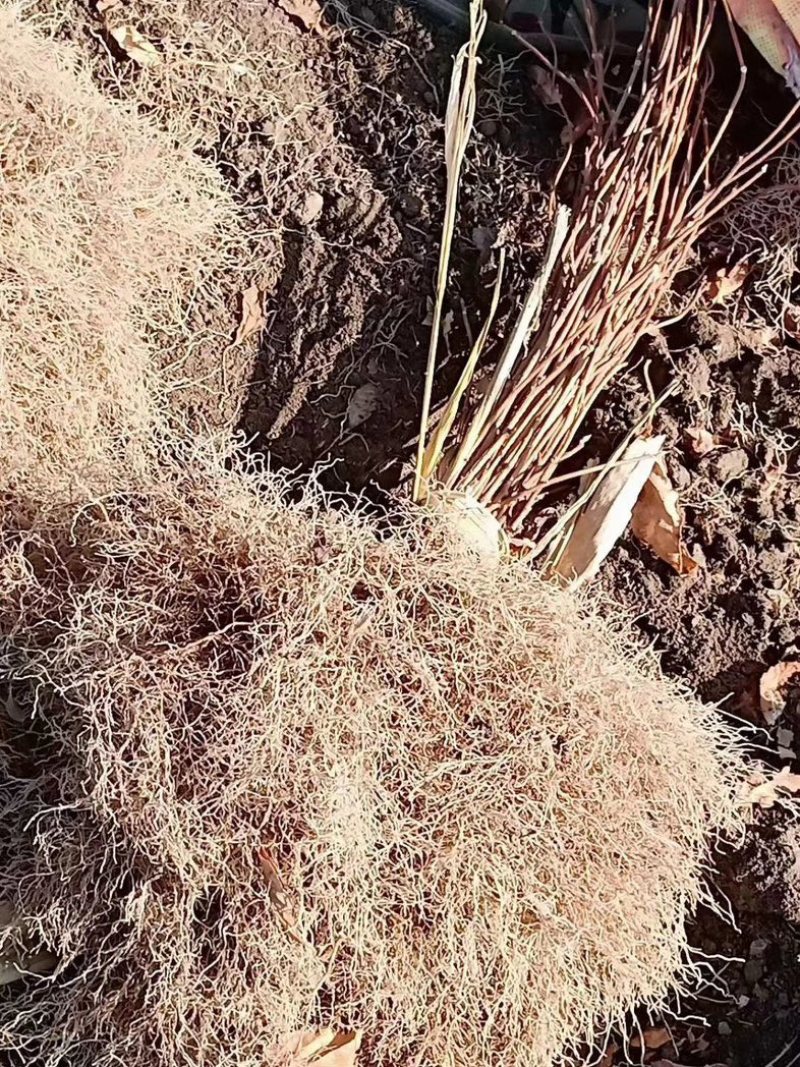 批发五味子苗基地大量出售成活率高产量高