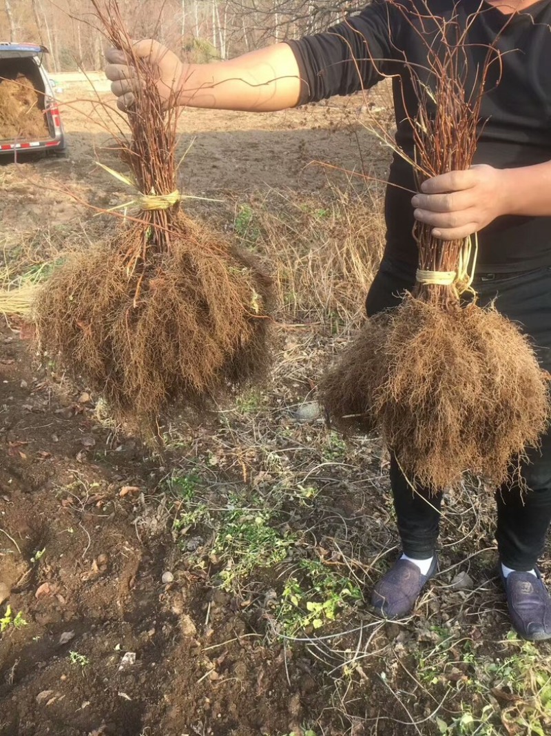 批发五味子苗基地大量出售成活率高产量高