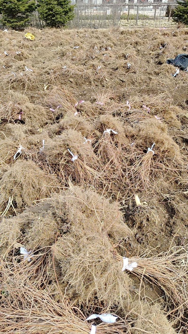 批发五味子苗基地大量出售成活率高产量高
