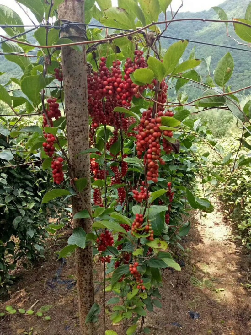 批发五味子苗基地大量出售成活率高产量高