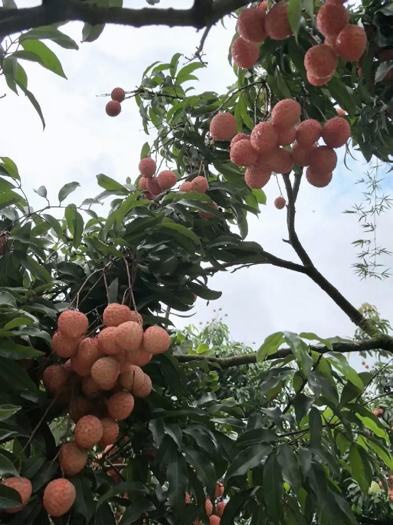 新鲜现摘糯米糍荔枝胡小肉厚甜有汁多又甜量大从优