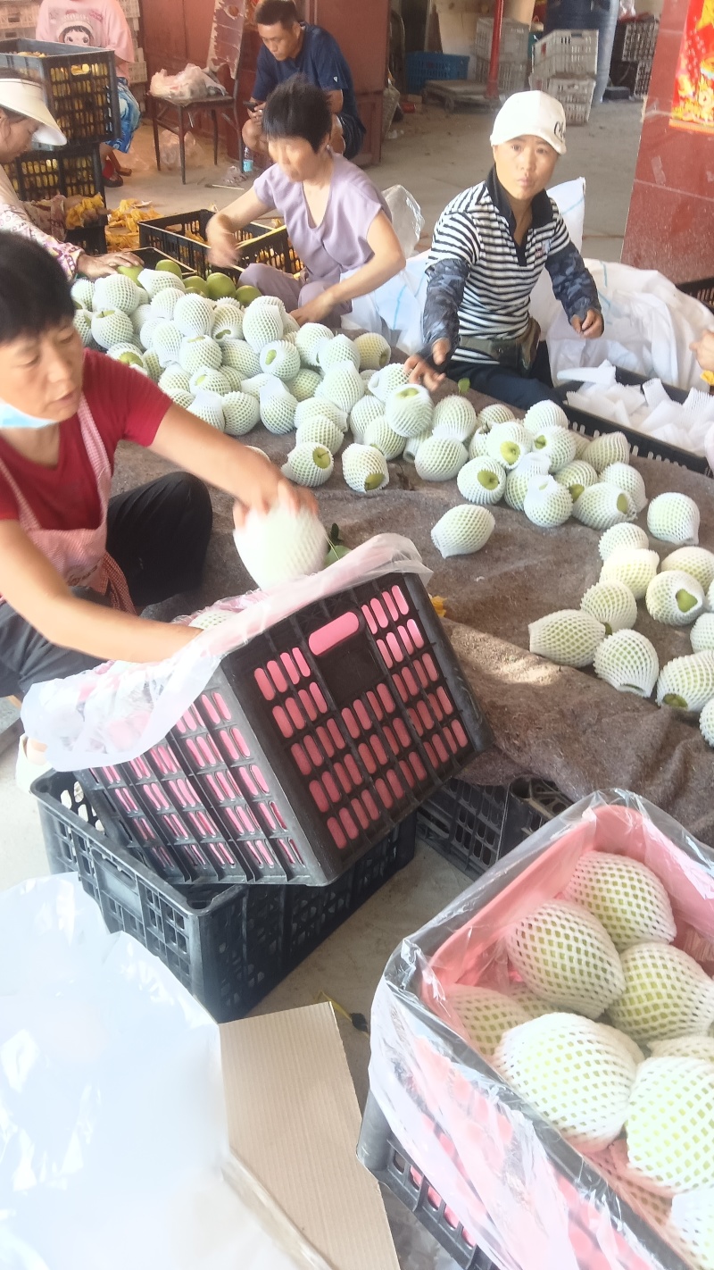 砀山皇冠梨青皮皇冠梨大量有现货价格实惠欢迎联系