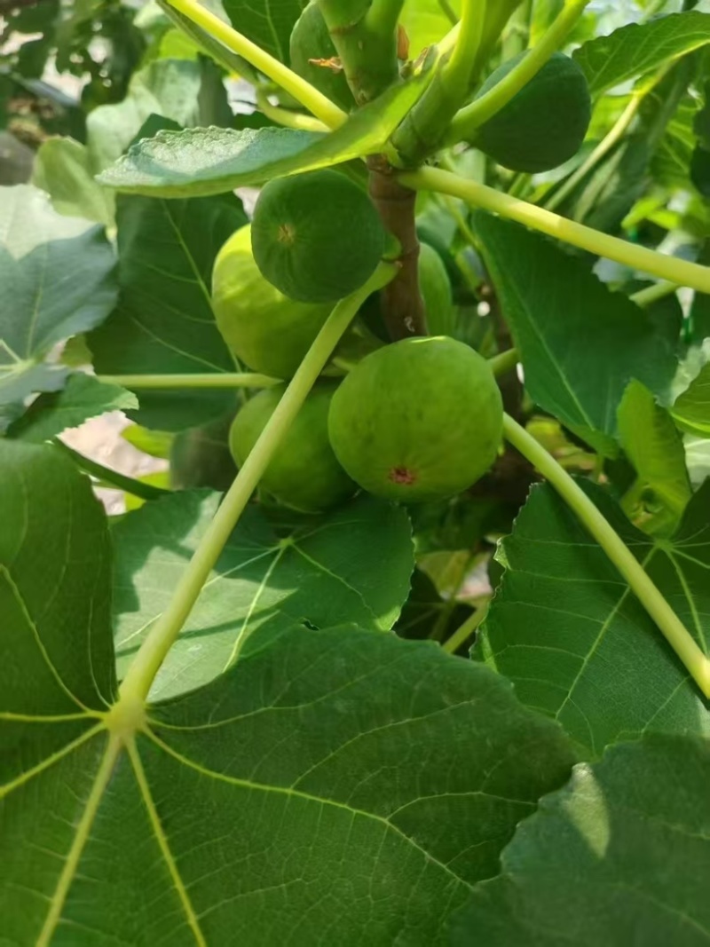 威海青皮无花果春果大量上市产地直产采欢迎采购