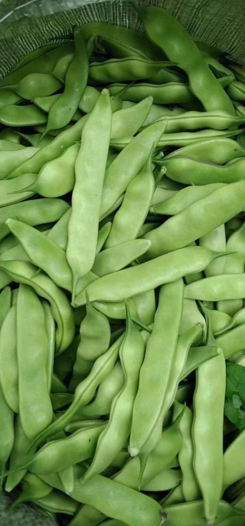 吉林大油豆角上市货源充足量大从优质量保证欢迎咨询