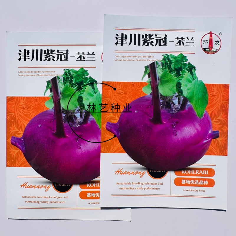 津川紫冠苤兰种子紫红色苤蓝种籽中熟扁圆皮薄质脆秋季紫苤蓝