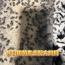 油葫芦蟋蟀等你来采购