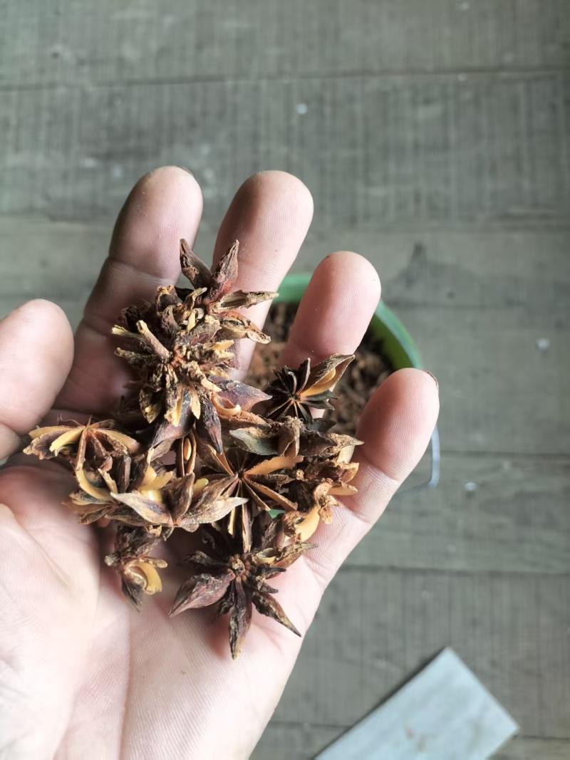 推荐精品八角干货八角货源充足量大从优品质保证正宗
