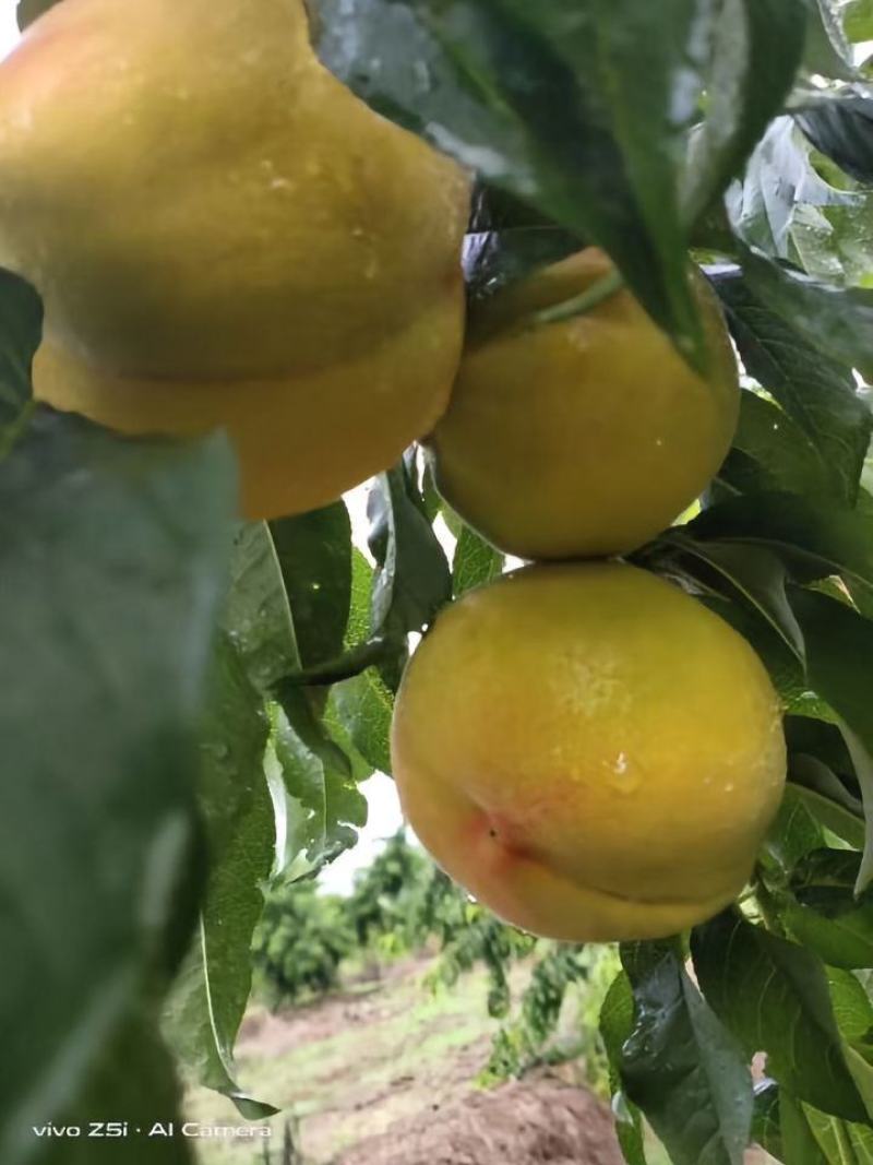 供应黄桃罐头合作社长年提供大量黄桃罐头种植基地，万亩