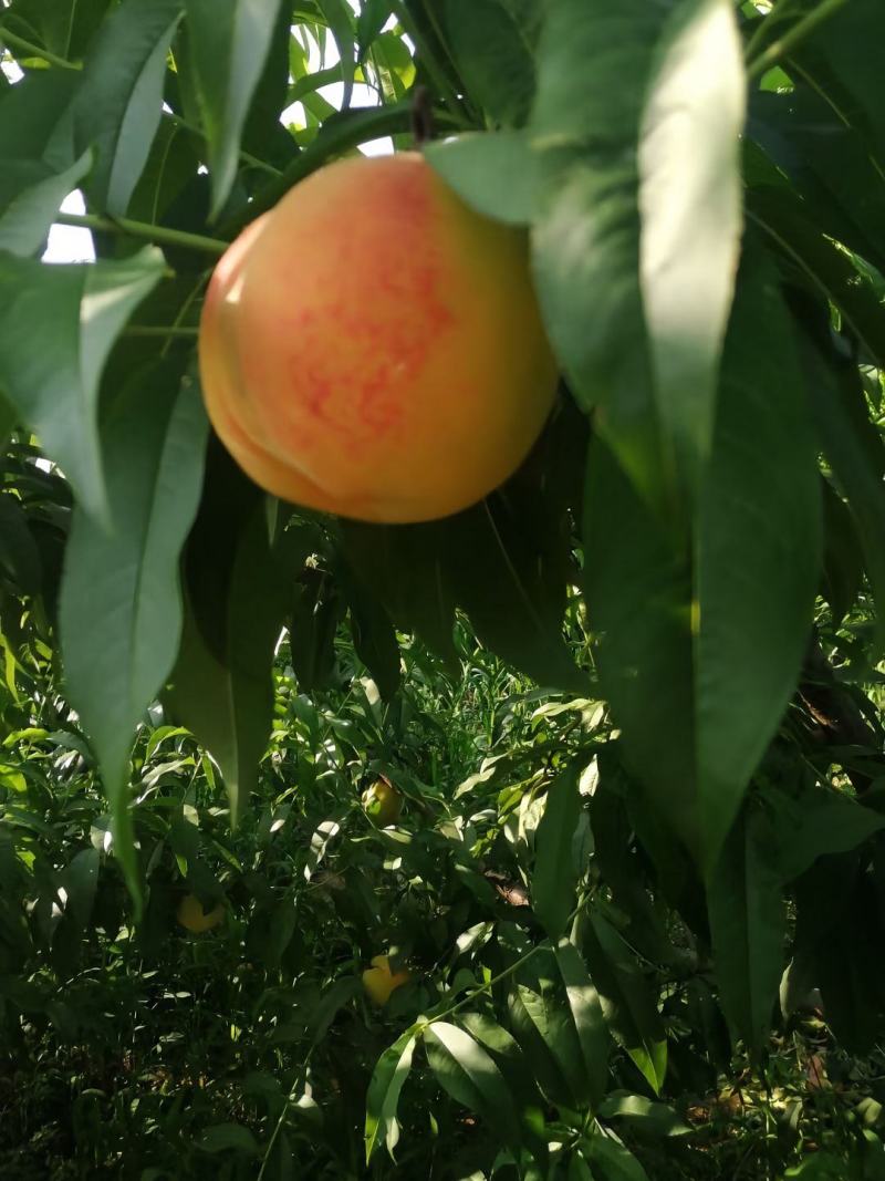 供应黄桃罐头合作社长年提供大量黄桃罐头种植基地，万亩