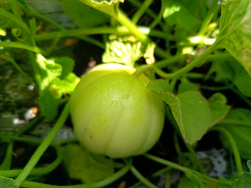 香瓜
