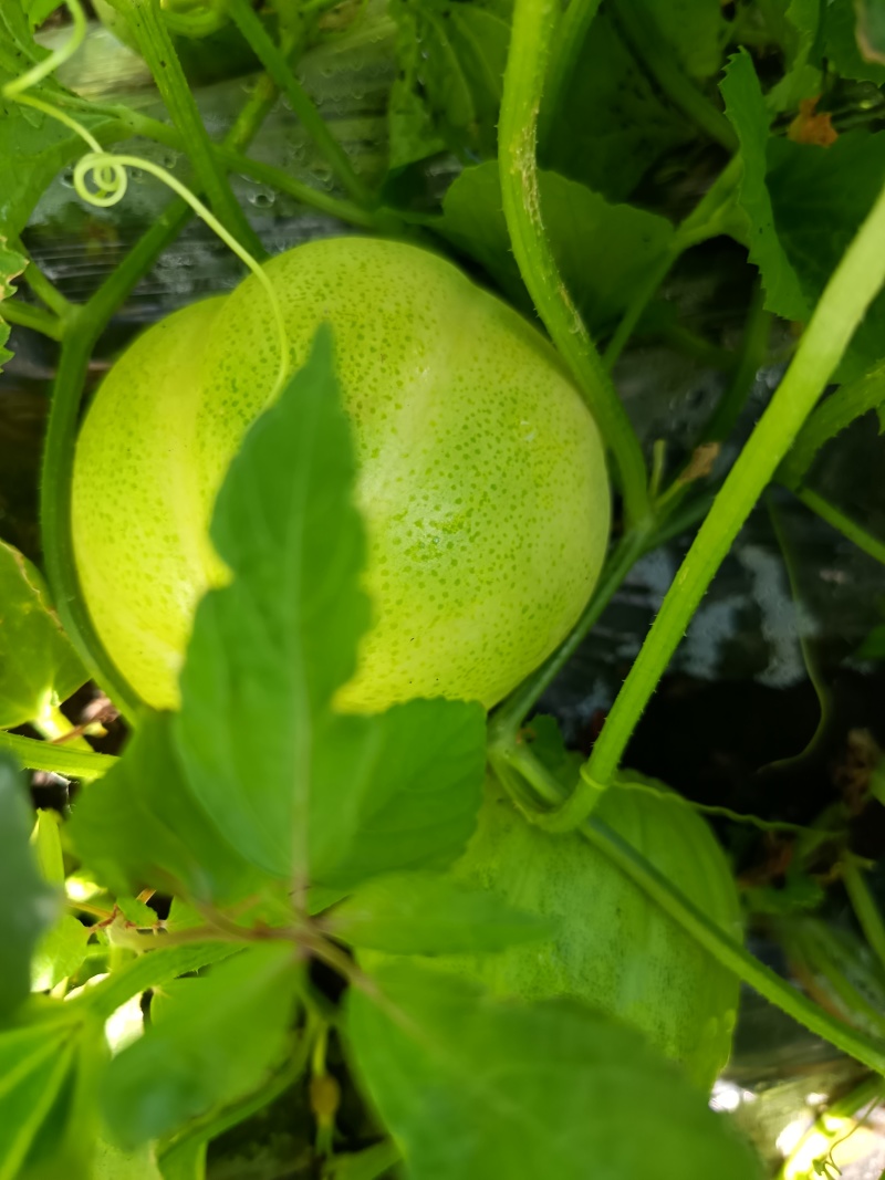 香瓜