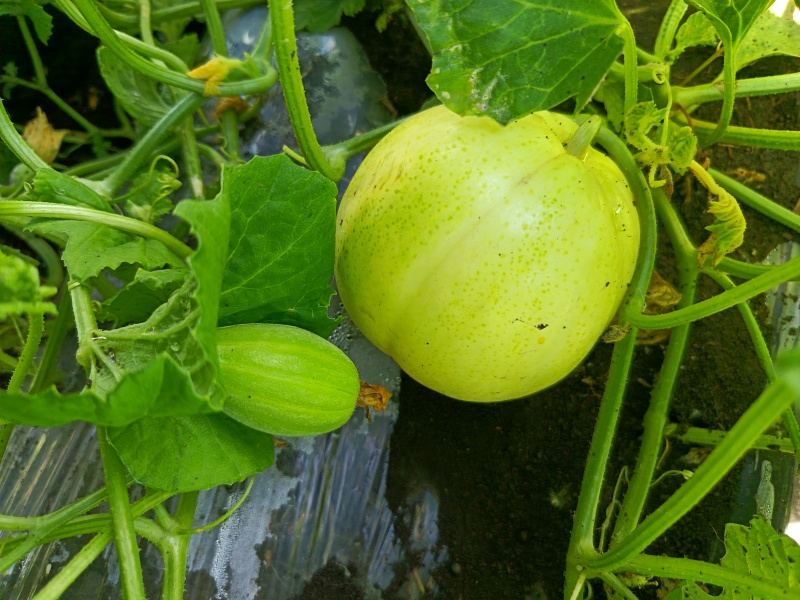 香瓜