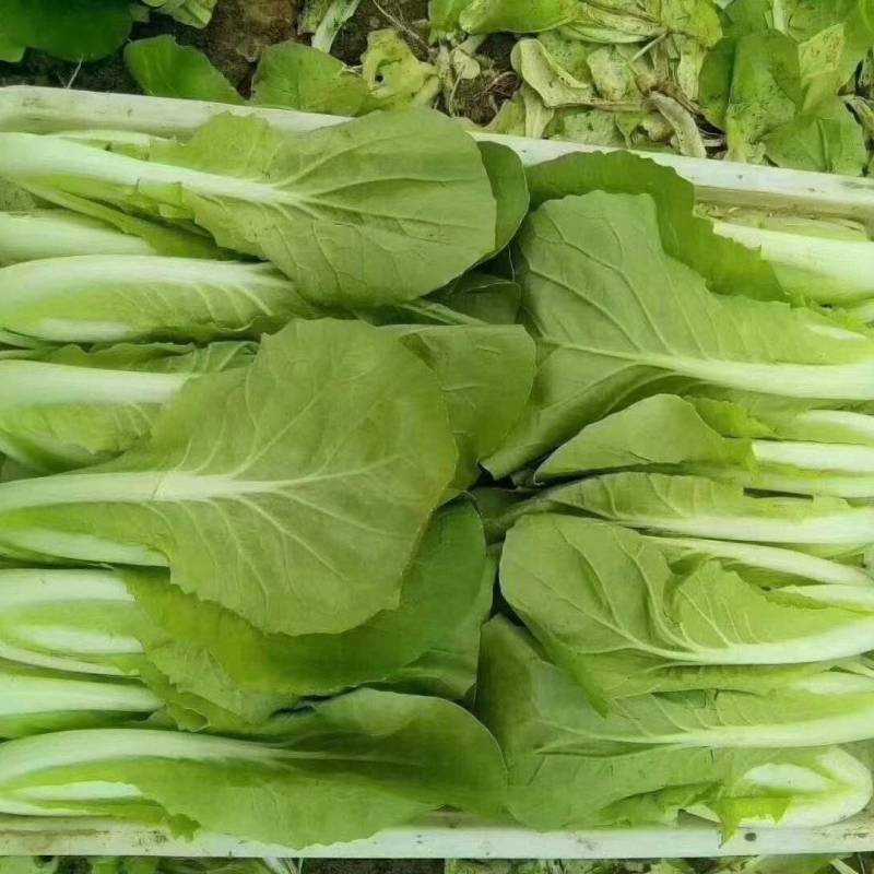 奶白菜