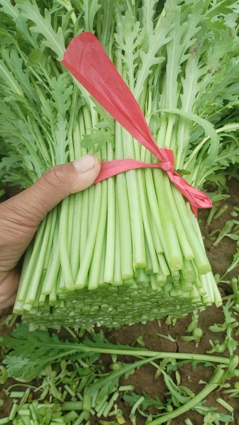 奶白菜
