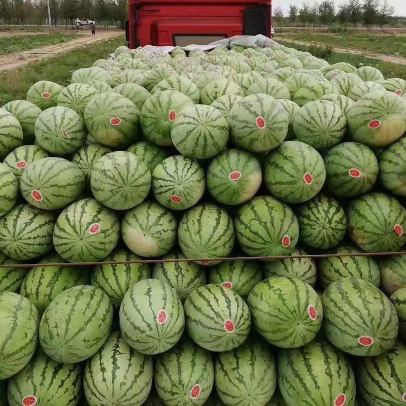 宁夏硒砂瓜石头瓜金花一号金花六号产地直发