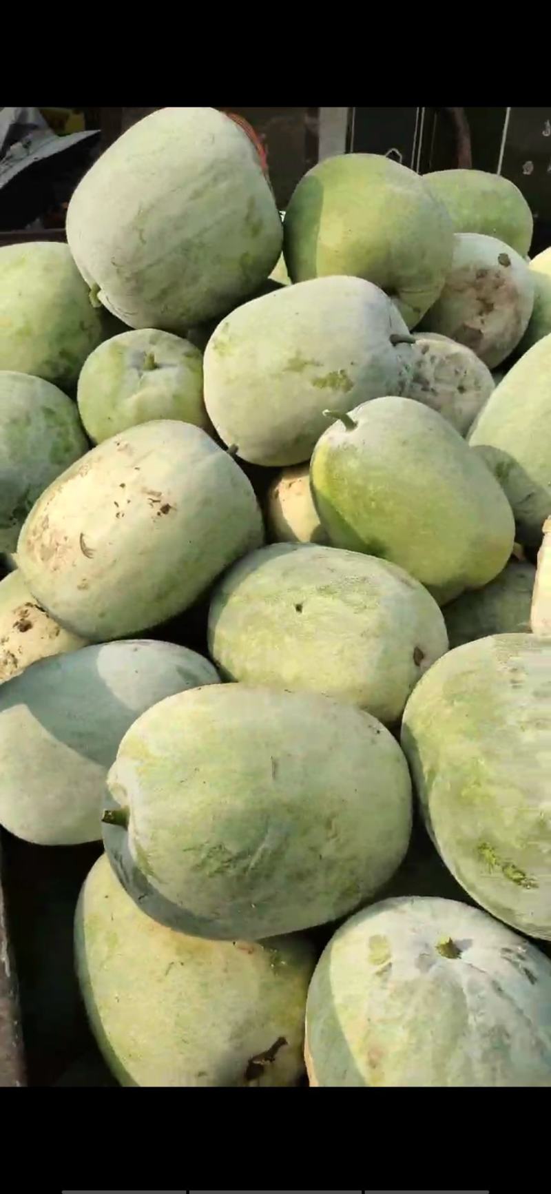 一窜玲小冬瓜