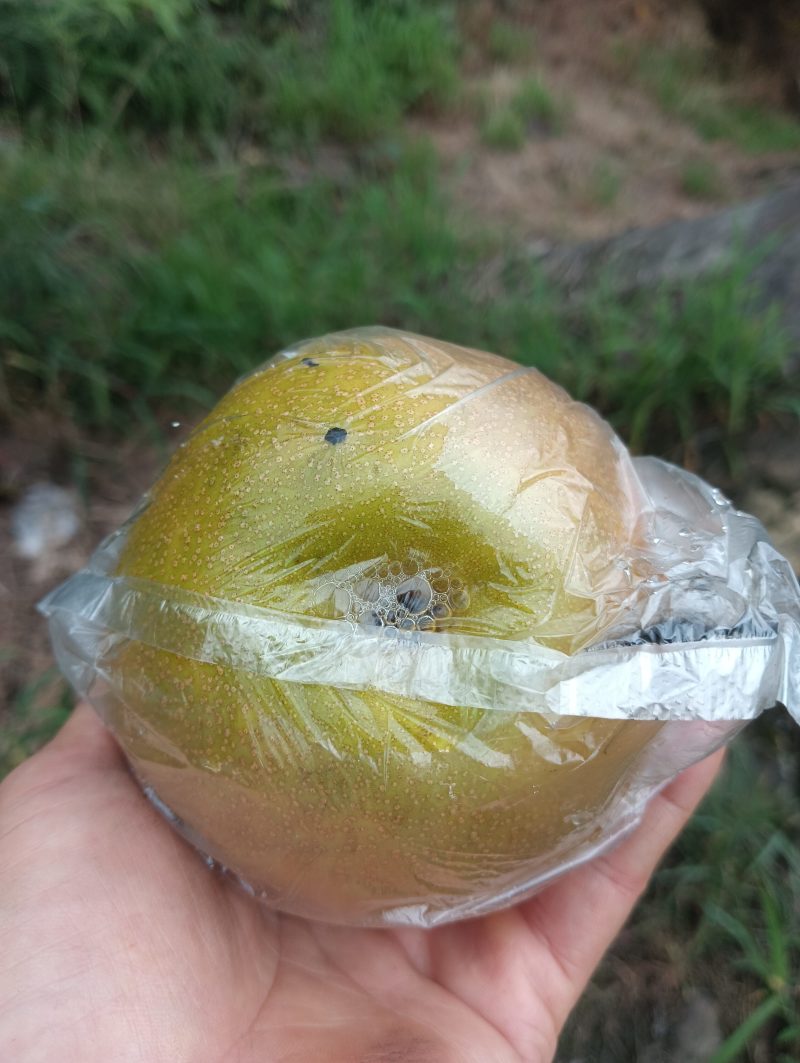 重庆永川吉安尖山早熟圆黄和黄花梨