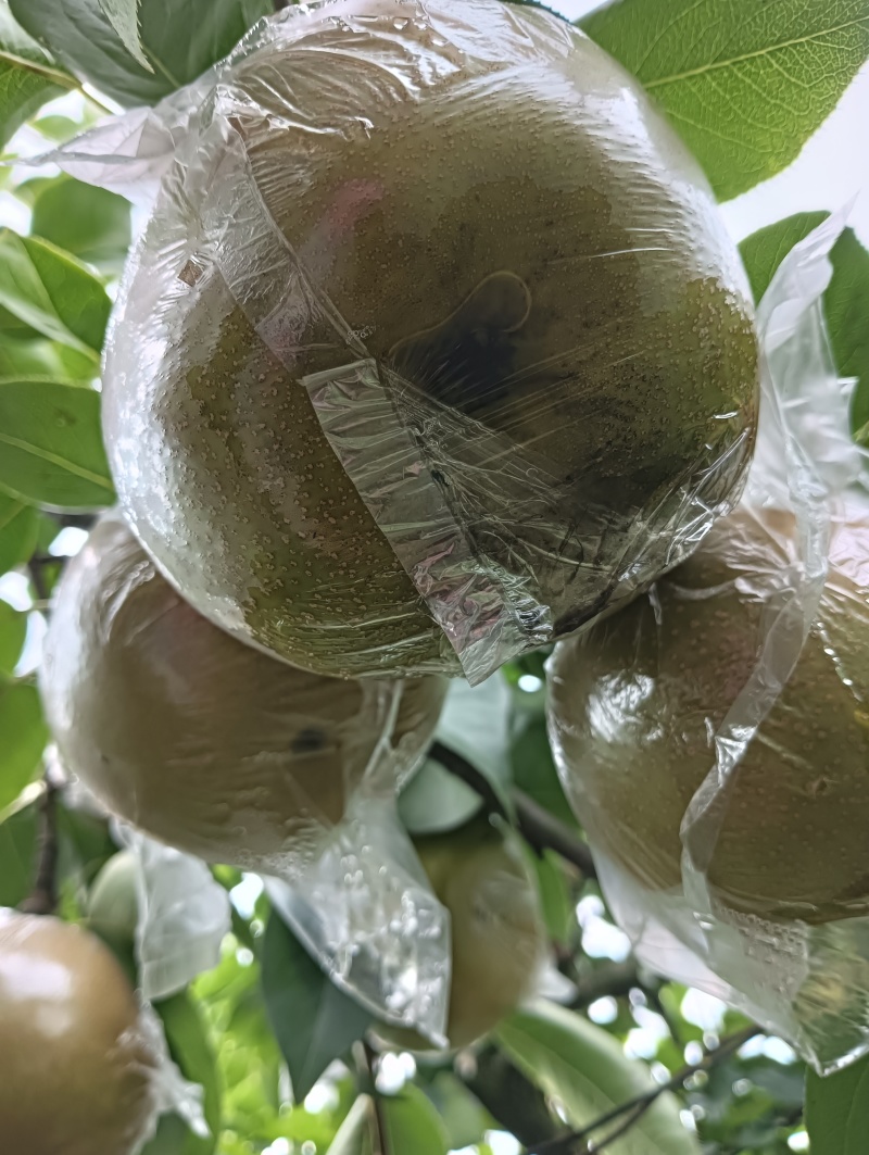 重庆永川吉安尖山早熟圆黄和黄花梨