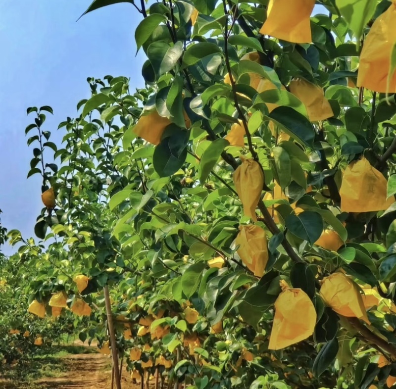 2026酥脆一号青皮梨子化渣好糖度13+大园子