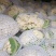 花菜松花菜精品万亩蔬菜基地产地直供，白面青梗河南花菜开封