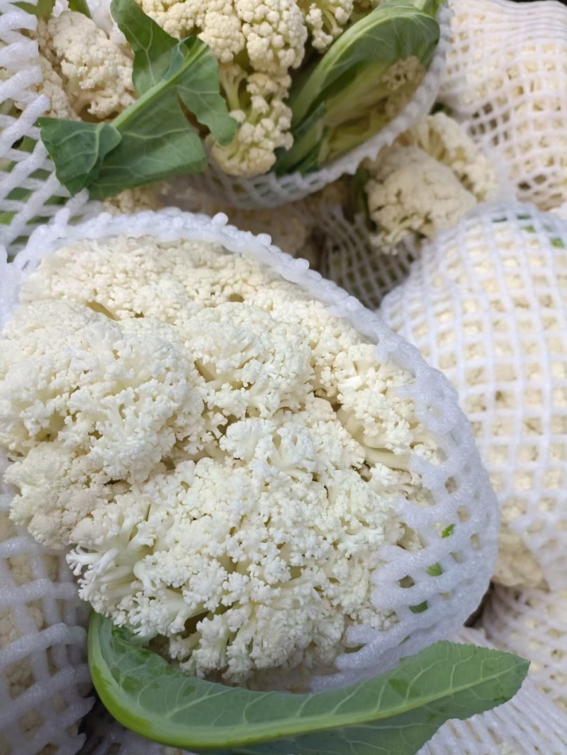 花菜松花菜精品万亩蔬菜基地产地直供，白面青梗河南花菜开封