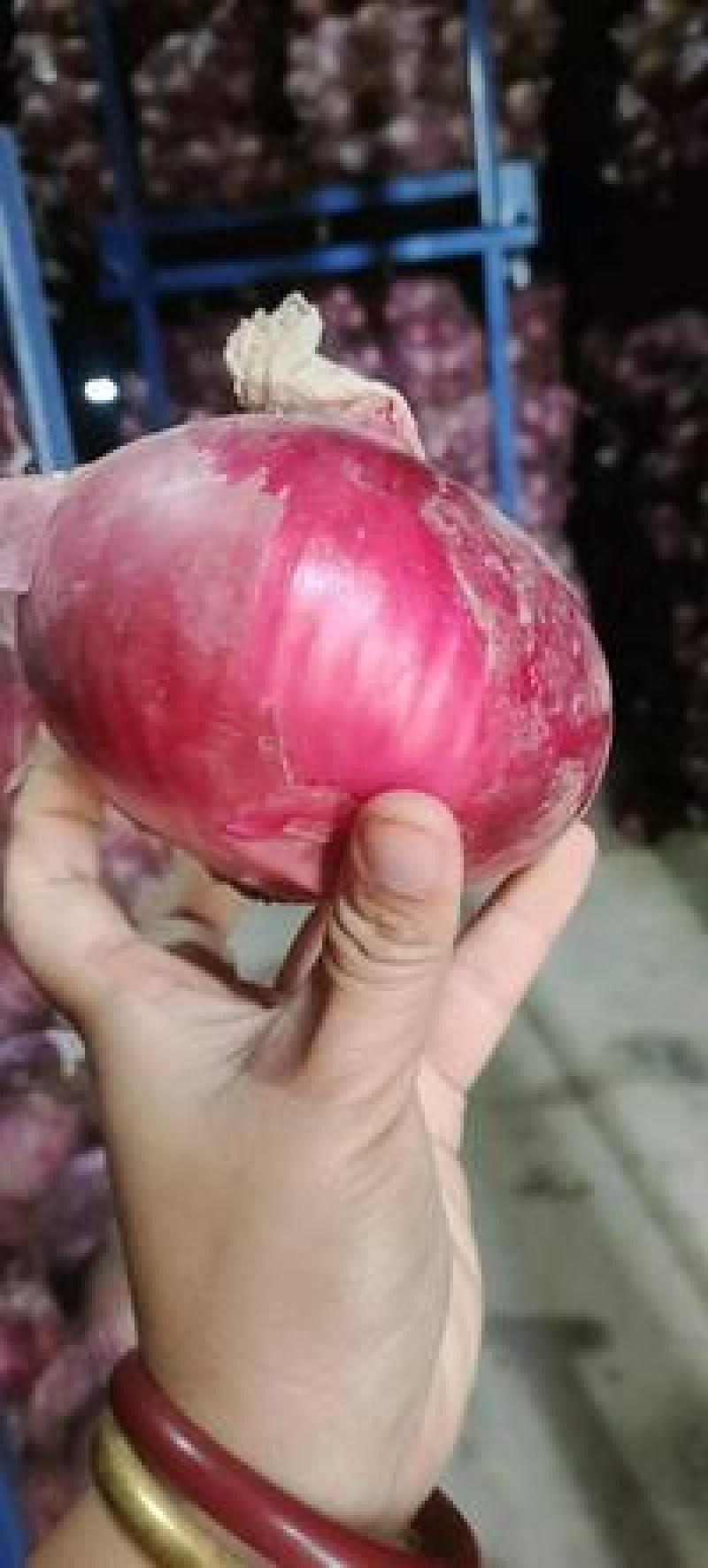 二红大红紫皮洋葱扁洋葱，圆洋葱，水果洋葱河南洋葱