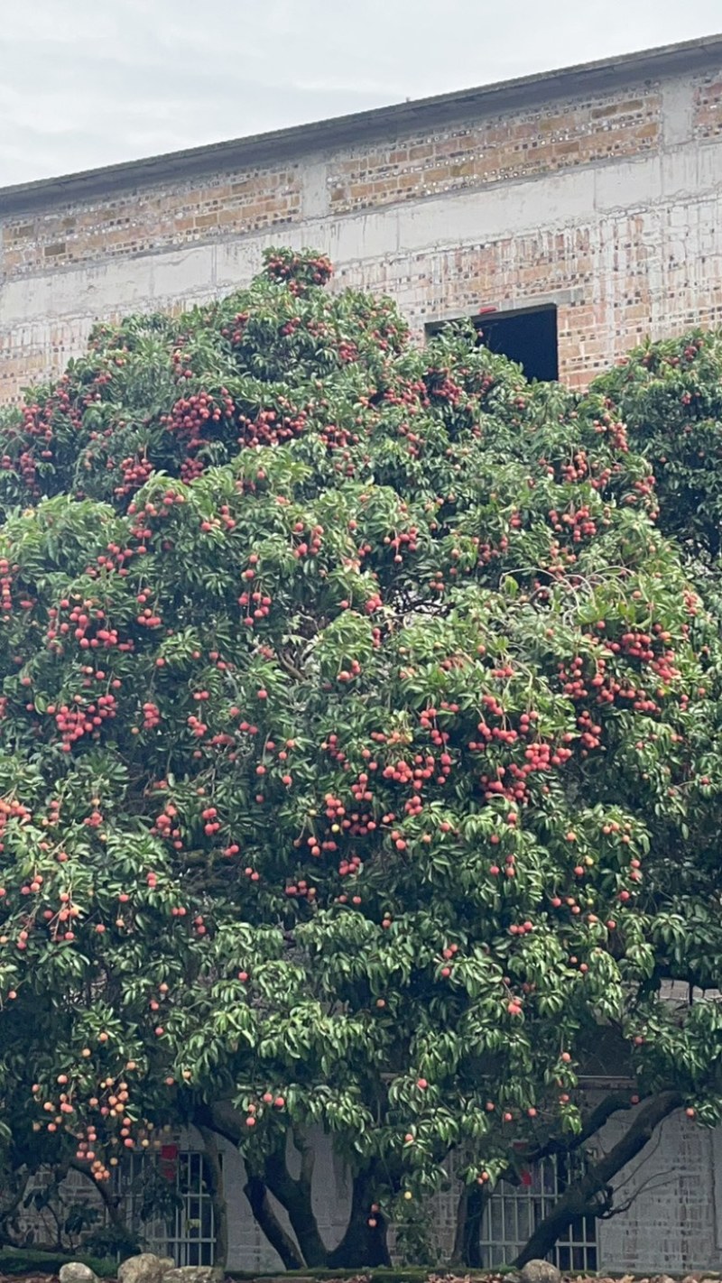北流黑叶荔枝大量上市