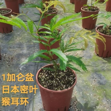 1加仑日本密叶猴耳环盆栽广州市基地直销