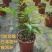 1加仑日本密叶猴耳环盆栽广州市基地直销