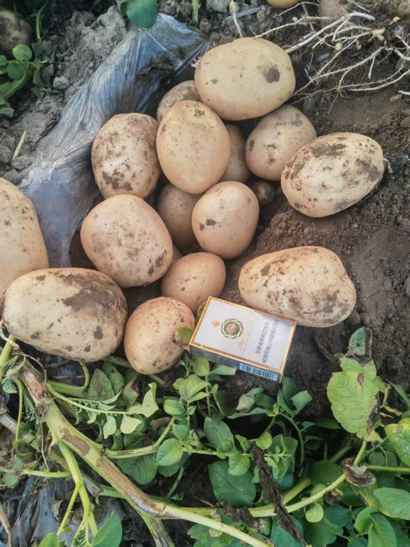 沃土土豆3两以上精品土豆河南通许产地直发