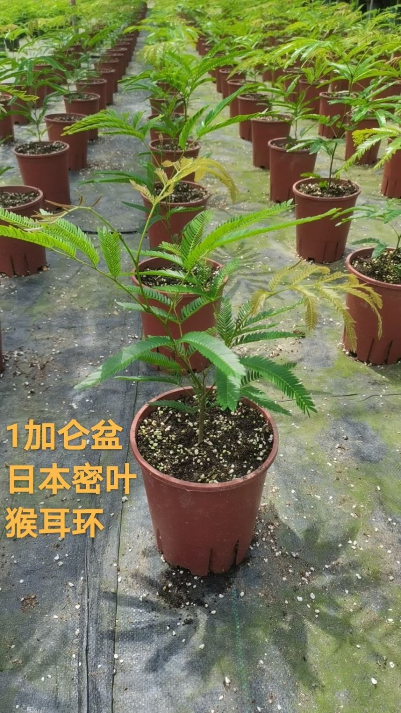 1加仑日本密叶猴耳环盆栽广州市基地直销