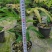 1加仑日本密叶猴耳环盆栽广州市基地直销