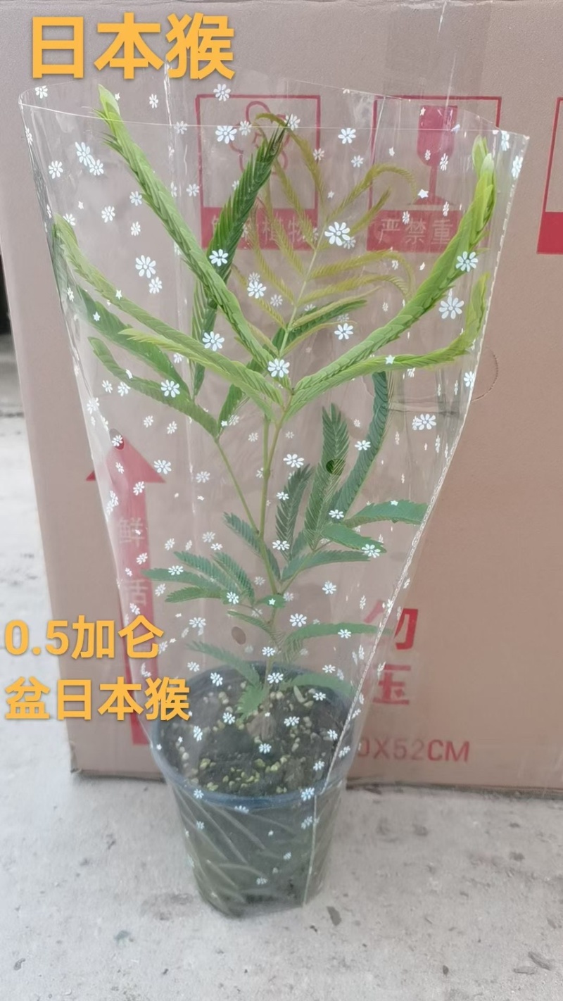 1加仑日本密叶猴耳环盆栽广州市基地直销