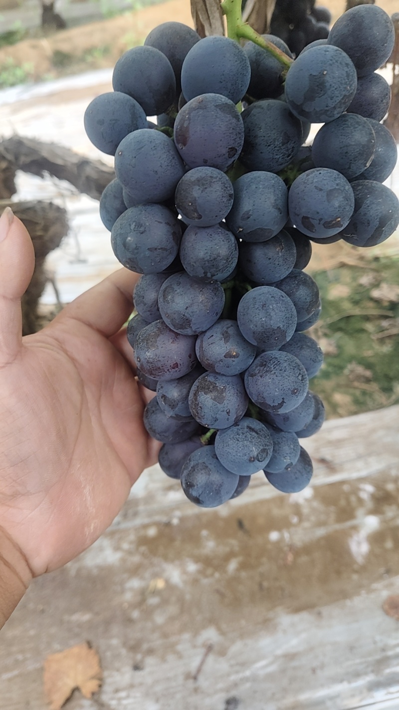 夏黑葡萄