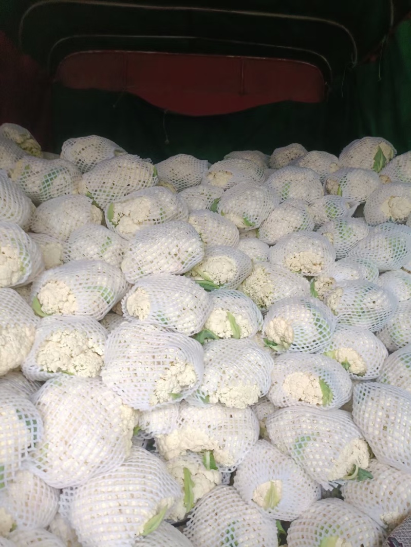 【精品花菜】有机松花菜河南花菜开封花菜产地直发