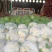 【精品花菜】有机松花菜河南花菜开封花菜产地直发