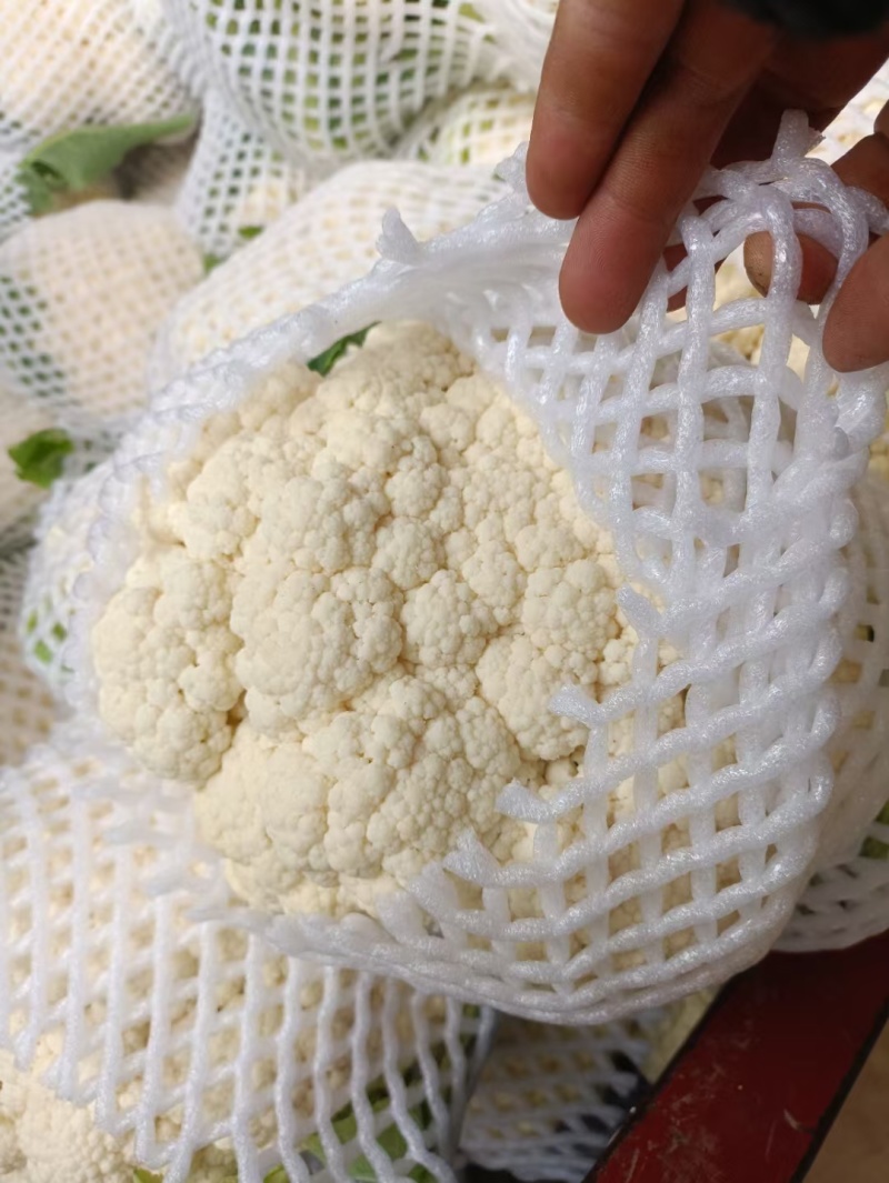 【精品花菜】有机松花菜河南花菜开封花菜产地直发