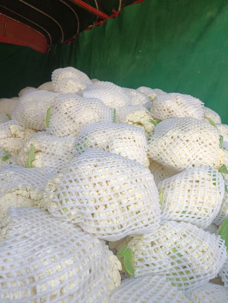 【精品花菜】有机松花菜河南花菜开封花菜产地直发