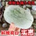 一串铃小冬瓜，现货现发，品质保证，量大从优可对接电商商超