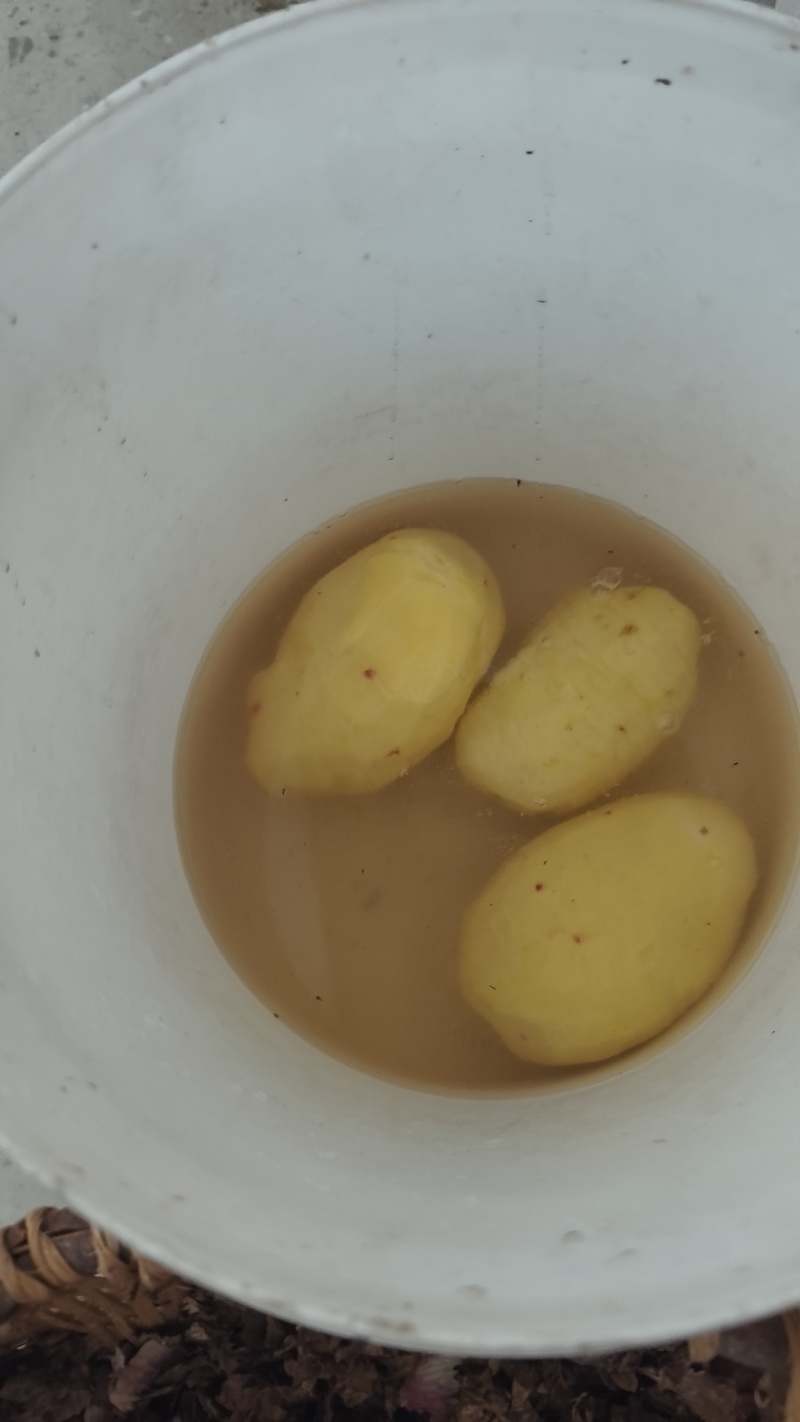 黄心小土豆，巫溪马尔科土豆