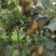 猕猴桃米良一号产地直发大量上市，大量提供电商、市场、超市