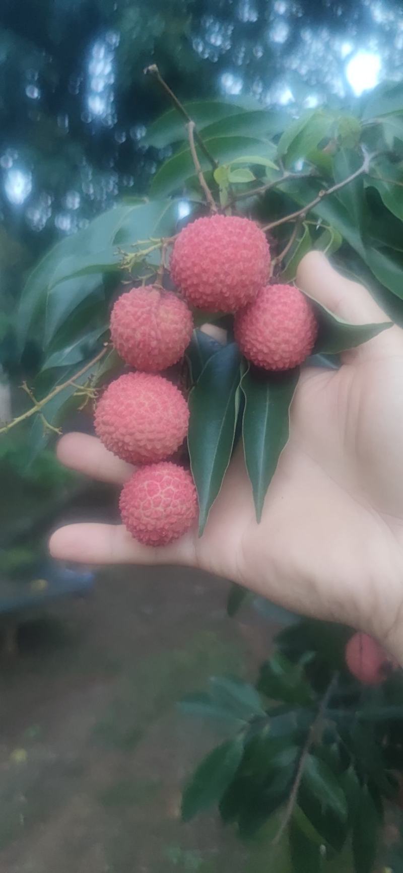 荔枝品种多多欢迎全国各地老板前来助农！
