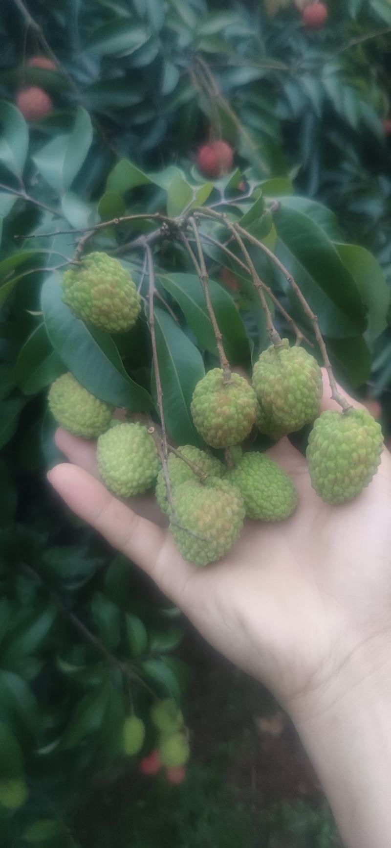 荔枝品种多多欢迎全国各地老板前来助农！