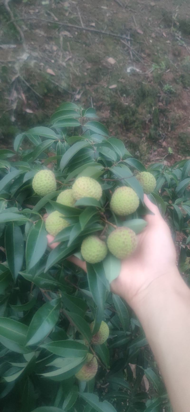 荔枝品种多多欢迎全国各地老板前来助农！