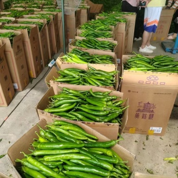 精品杭椒，大量供货，价格便宜，产地直发供货量大