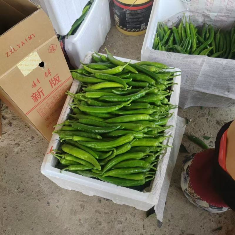 精品杭椒，大量供货，价格便宜，产地直发供货量大