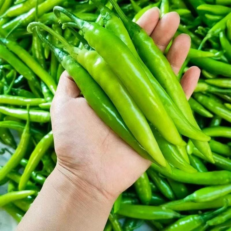 精品杭椒，大量供货，价格便宜，产地直发供货量大