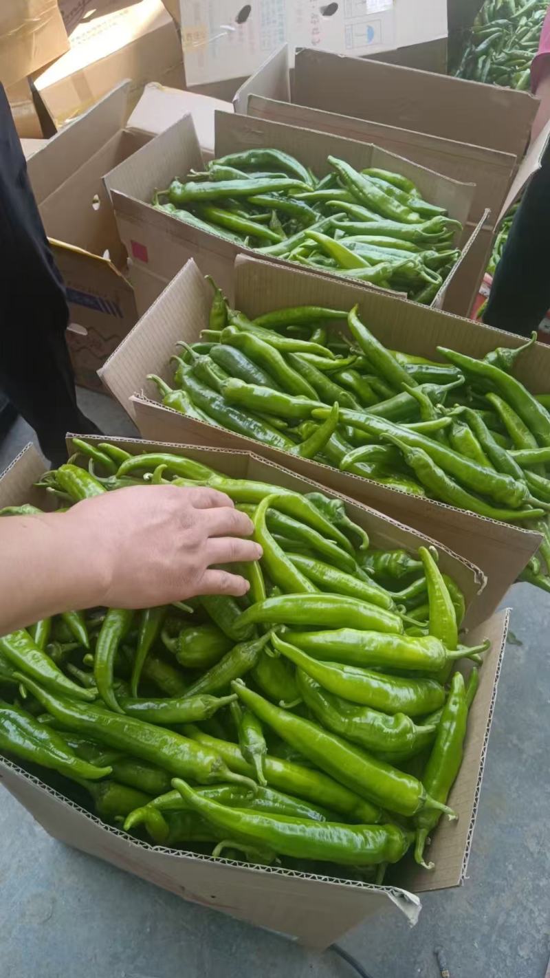 精品杭椒，大量供货，价格便宜，产地直发供货量大