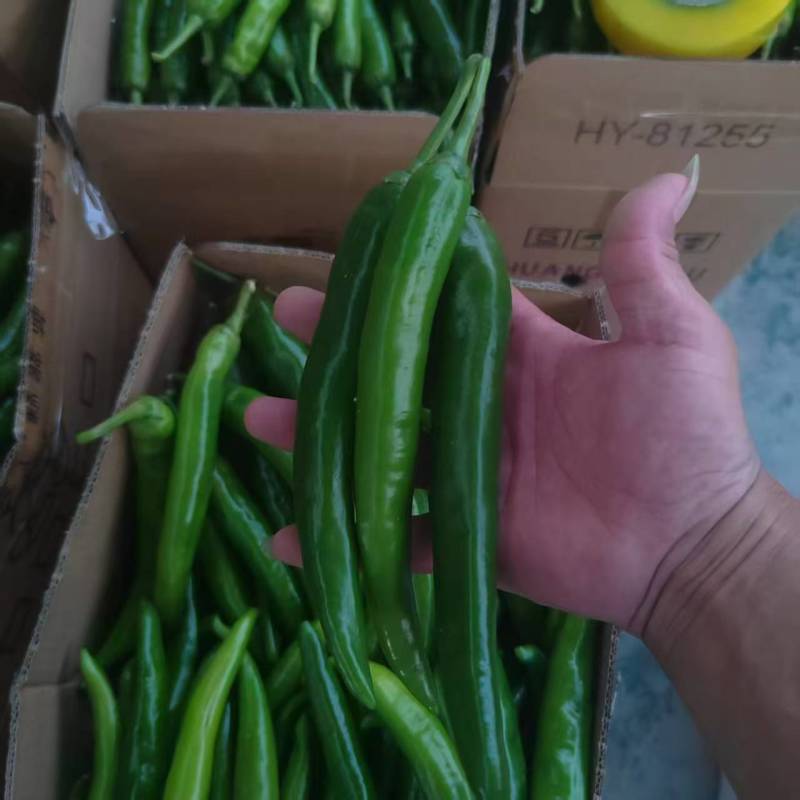 精品杭椒，大量供货，价格便宜，产地直发供货量大