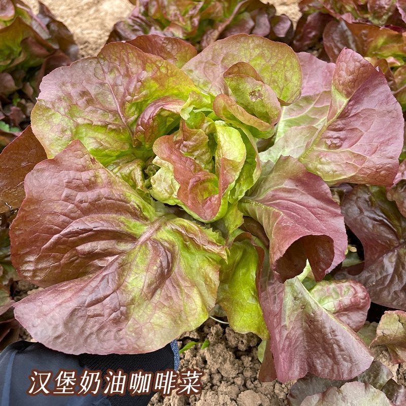 紫红奶油汉堡生菜种子紫叶生菜种子甜脆沙拉菜罗马生菜